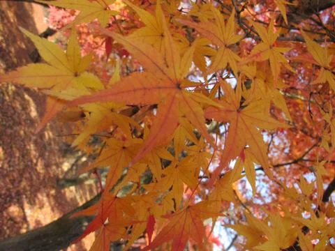 Close up autumn maple leaves 写真素材