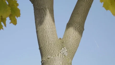 Close-up of autumn maple tree Stock Footage 82089813