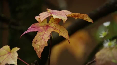 Close-up of autumn maple twig with chamomile flowers behind Stockbeeldmateriaal 334914994