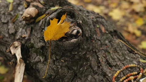 Close-up. autumn maple yellow leaf on a wooden stump Stock Footage 220415472