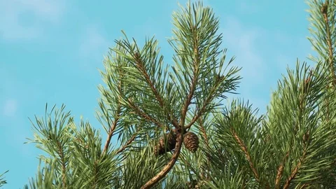 Close up of autumn pine cones against blue sky, England Stock Footage 81514115