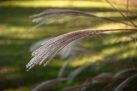 Close up autumn silver grass Fotos Stock
