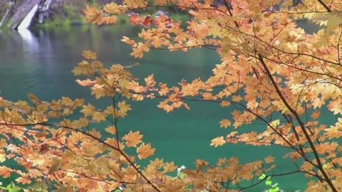 Close Up Autumn Textures: Crisp Leaves and Fluid Water Surface Stock Footage 346196552