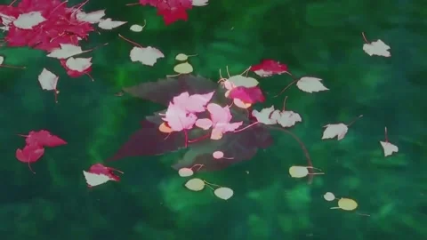 Close Up Autumn Textures: Crisp Leaves and Fluid Water Surface Stock Footage 346196572