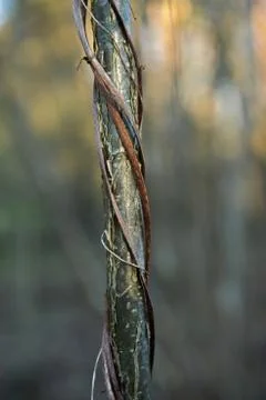 Close up of autumn tree Stock Photos