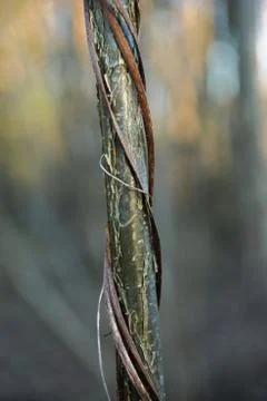 Close up of autumn tree Stock Photos