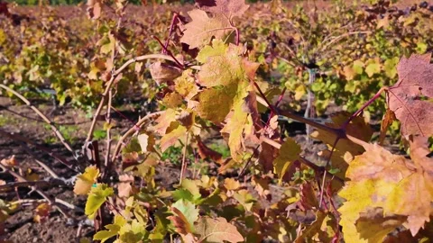 Close-Up of Autumn Vineyard Stock Footage 269233133