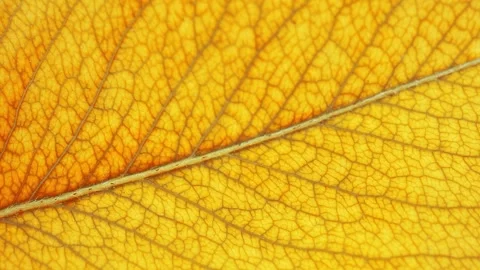 Close-up of an autumn yellow leaf of a tree with veins in slow motion. Stock Footage 160753408