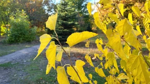 Close-Up Of Autumn Yellow Tree Leaves Stock Footage 253896581