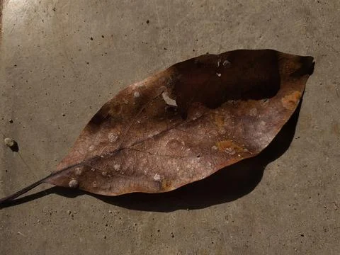 Close up of Avocado dried leaf on the grey floor Stock Photos