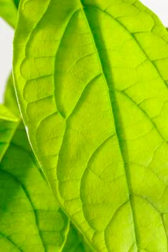 Close up of avocado leaf Stock-Fotos
