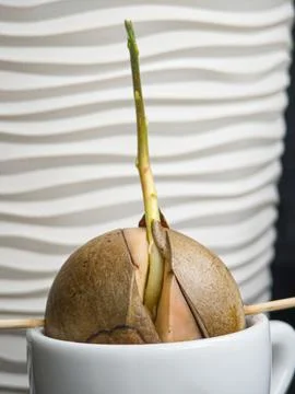 Close up of an avocado pit growing a fresh green shoot using the water and .. Foto stock