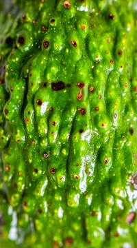 Close up avocado seed surface showing natural fruit texture and organic pla.. Stock Photos