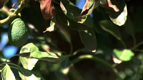 Close Up Of Avocado Tree In California HD Video Stock Footage 25659844