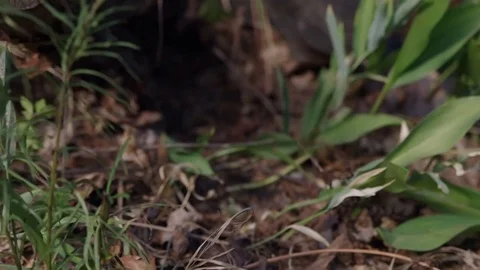 Close-up on an axe insertion in the oak log and dragging it away Video stock 77688317