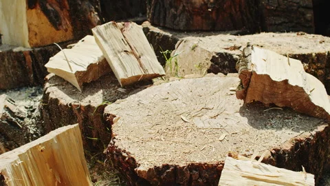 Close-up of an axe splitting a thick log on a tree stump, with wood pieces and 스톡 동영상 304334041