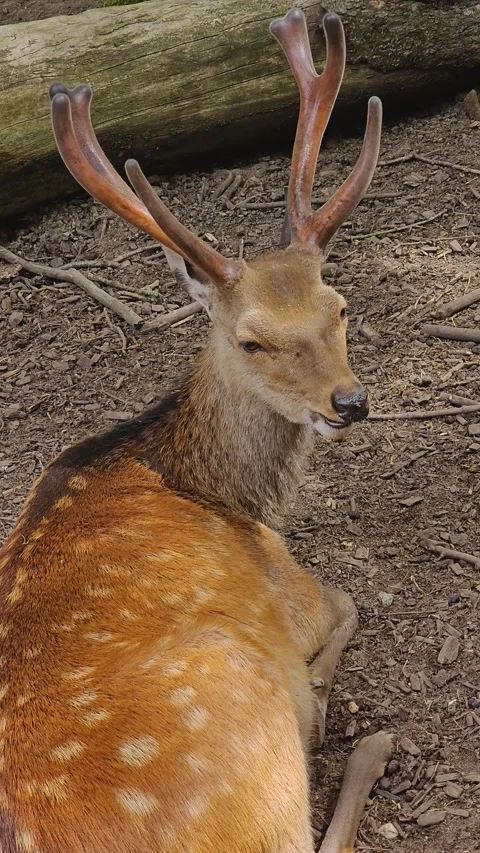 Close up of A axis dam deer buck  Stock Footage 278086034