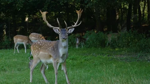 Close up of Axis deer buck Stock Footage 162500873