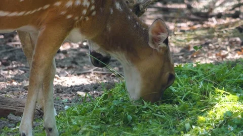 Close up Axis deer eating Stock Footage 263596667