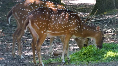 Close up of axis deer eating Stock Footage 263617404