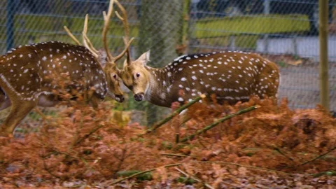 Close up of axis deer fighting Video stock 121929115