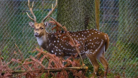 Close up of axis deer Stock Footage 121928943