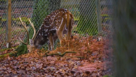 Close up of axis deer Stock Footage 121929555