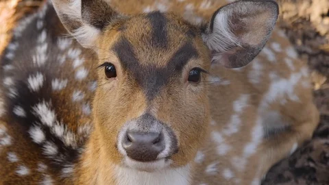 Close up of axis deer Stock Footage 124542817