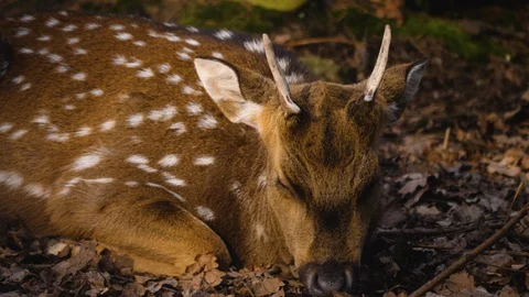 Close up of axis deer Stock Footage 124543170