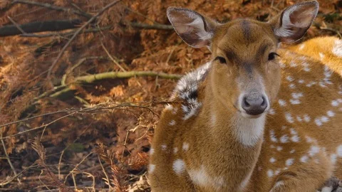Close up of axis deer Stock Footage 124543289