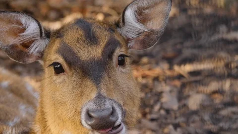 Close up of axis deer Stock Footage 124543669