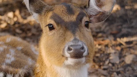 Close up of axis deer Stock Footage 124543906