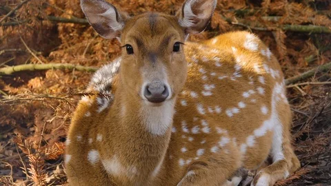 Close up of axis deer Video stock 124544159