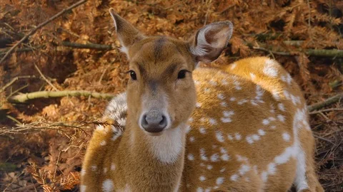 Close up of axis deer Stock Footage 124544366