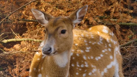 Close up of axis deer Stock Footage 124544371