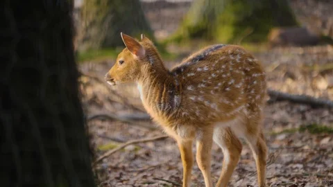 Close up of axis deer Video stock 124544514