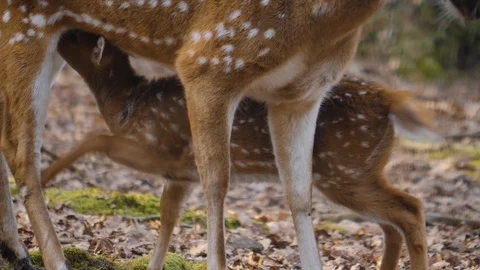 Close up of axis deer Stock Footage 124545022