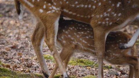 Close up of axis deer Stock Footage 124545581