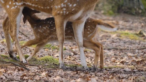 Close up of axis deer Stock Footage 124545854