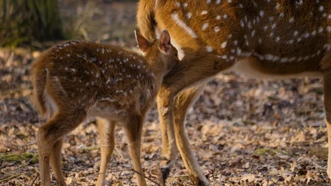 Close up of axis deer Stock Footage 124546611
