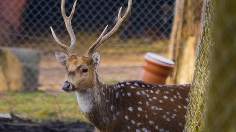 Close up of axis deer Stock Footage 124547491