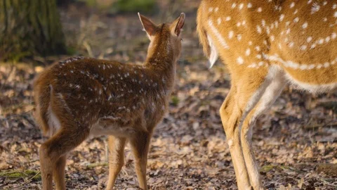 Close up of axis deer Stock Footage 124548250