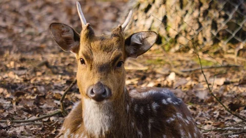 Close up of axis deer Stock Footage 124548575