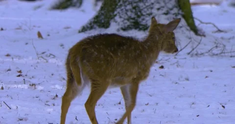 Close up of axis deer Stock Footage 136179913