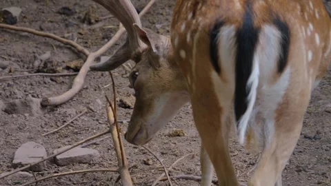 Close up of axis deer Stock Footage 249627269