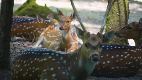 Close up of Axis deer Stock Footage 249752277