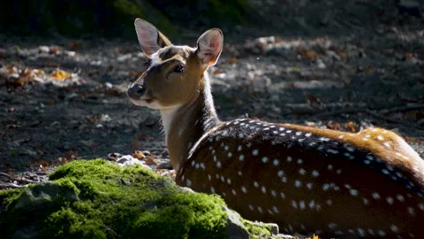 Close up of axis deer Stock Footage 252060888