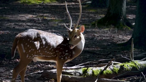 Close up of axis deer Stock Footage 252061110