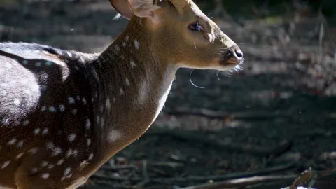 Close up of axis deer Stock Footage 252197734