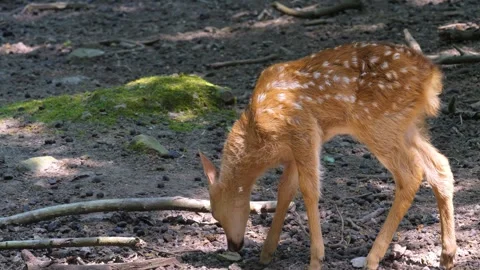 Close up of Axis deer  Stock Footage 260418422